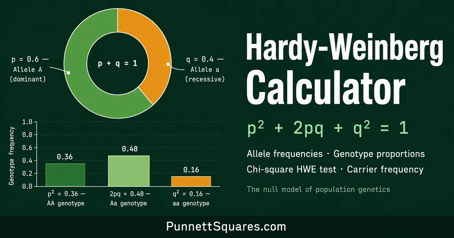 Hardy-Weinberg equilibrium diagram showing genotype frequencies p squared, 2pq, and q squared with the population equation