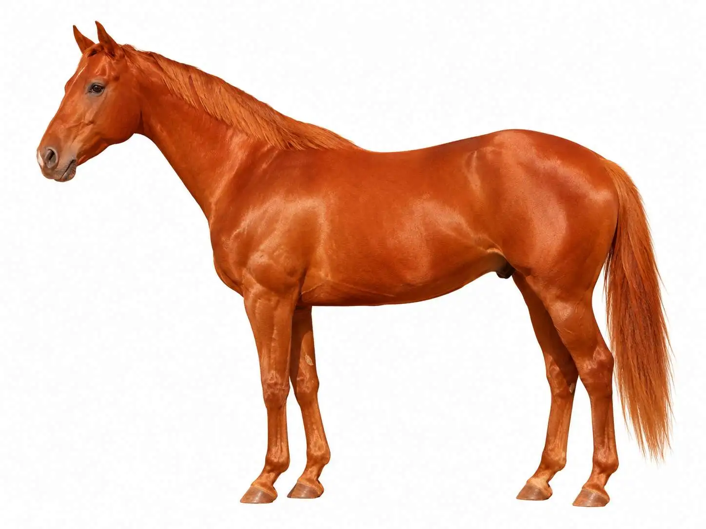 Chestnut horse — Red-copper body with no black pigment anywhere