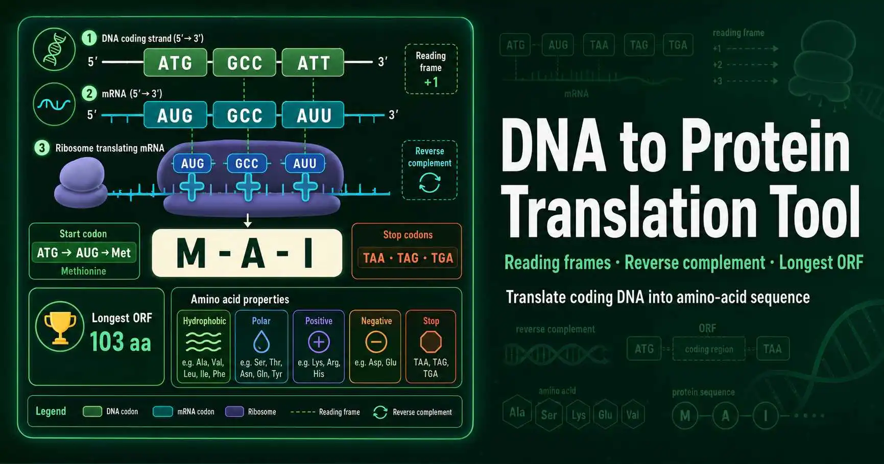 DNA to protein translation diagram showing coding strand codons, mRNA codons, ribosome reading frame, start codon, stop codon, and amino-acid chain