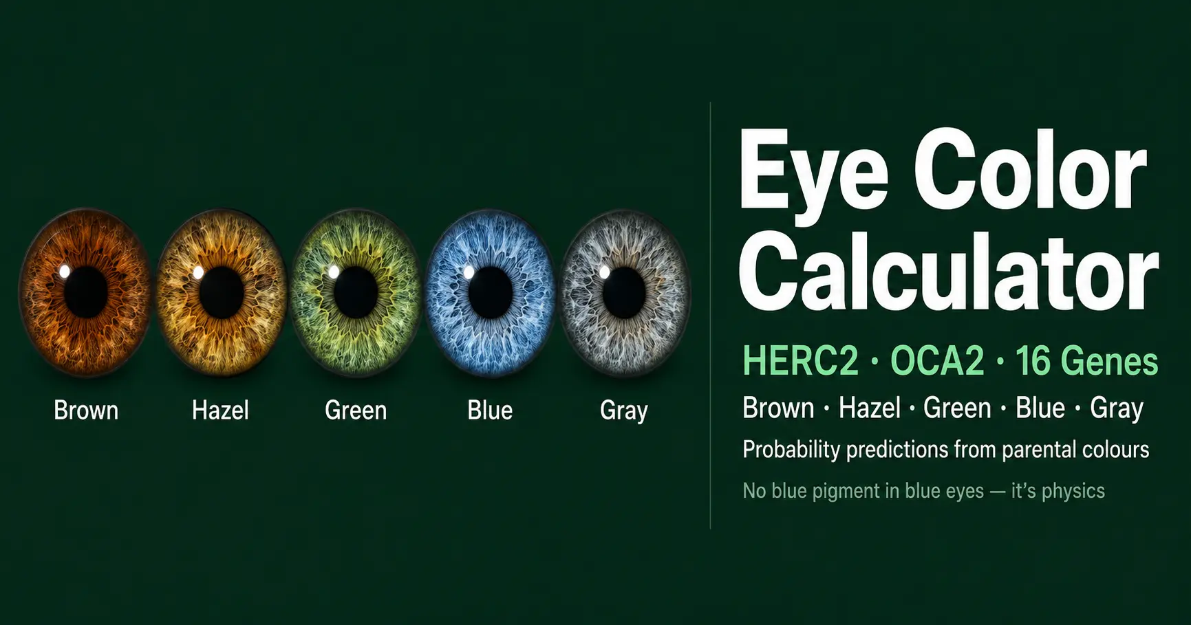 Baby eye color genetics chart showing brown, hazel, green, blue, and gray iris phenotypes