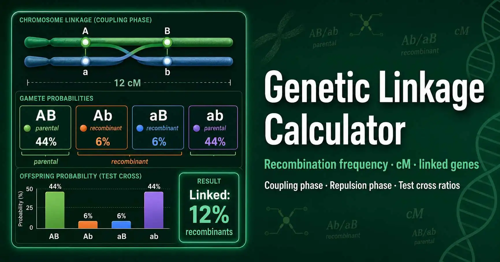 Genetic linkage diagram showing two linked loci on homologous chromosomes, recombination frequency, parental gametes, and recombinant offspring classes
