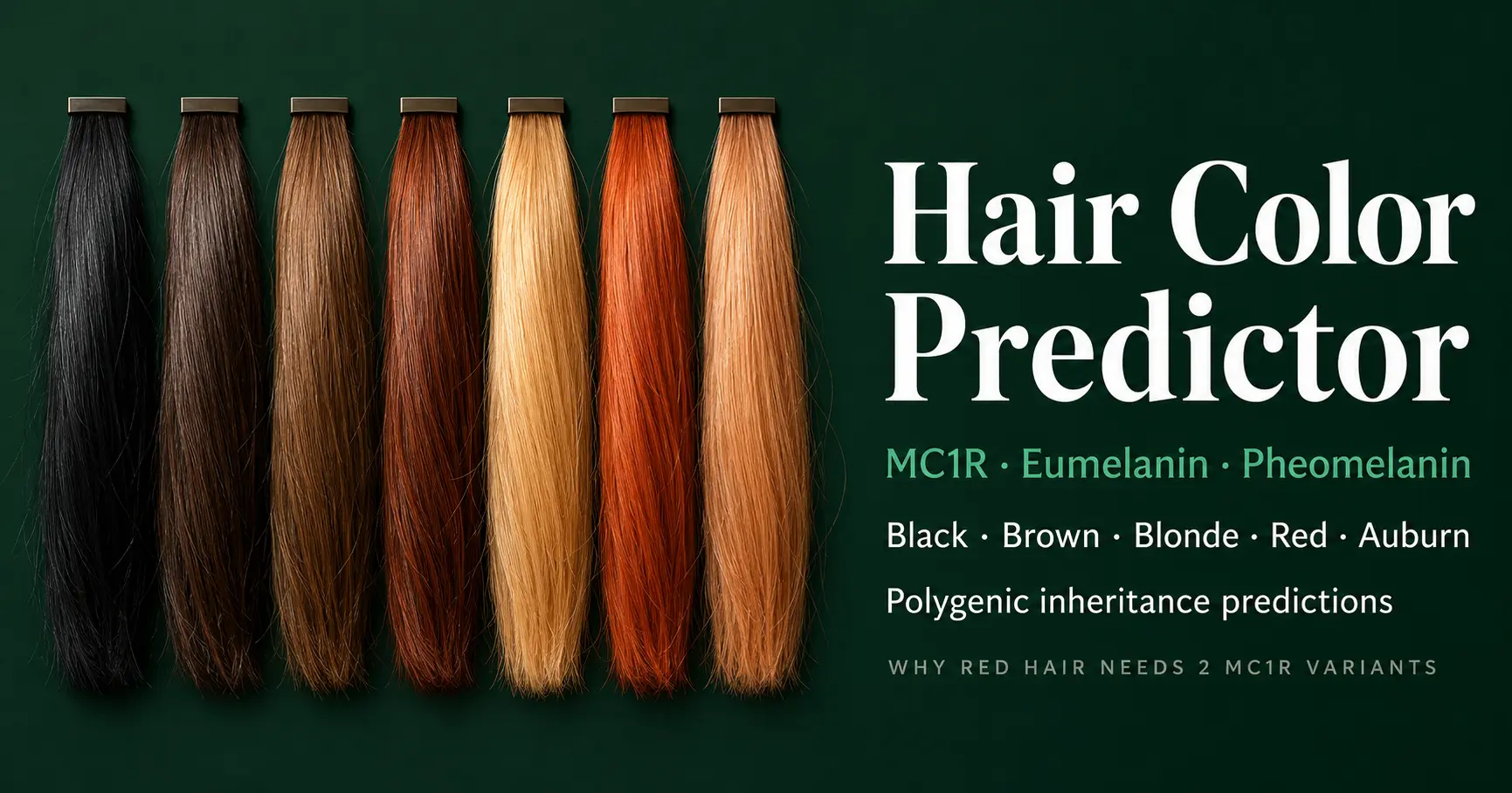 Comparison chart of human hair colors showing black, dark brown, brown, auburn, blonde, red, and strawberry blonde phenotypes