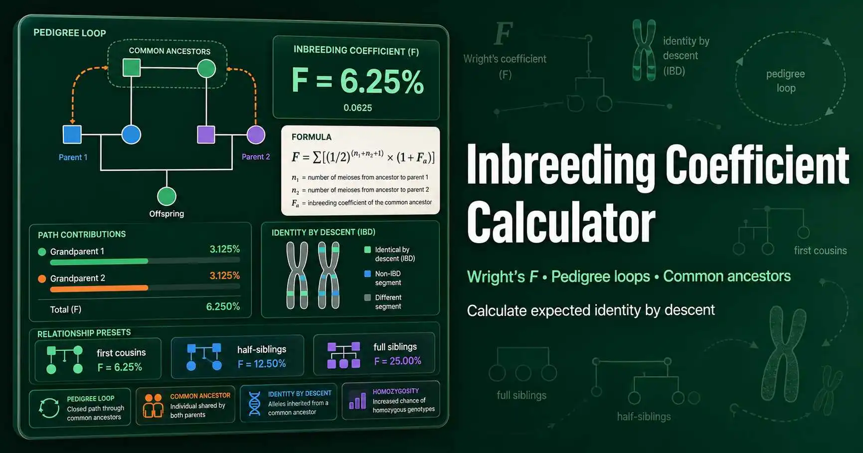 Pedigree diagram showing common ancestors, loop paths, and Wright inbreeding coefficient contributions for an offspring