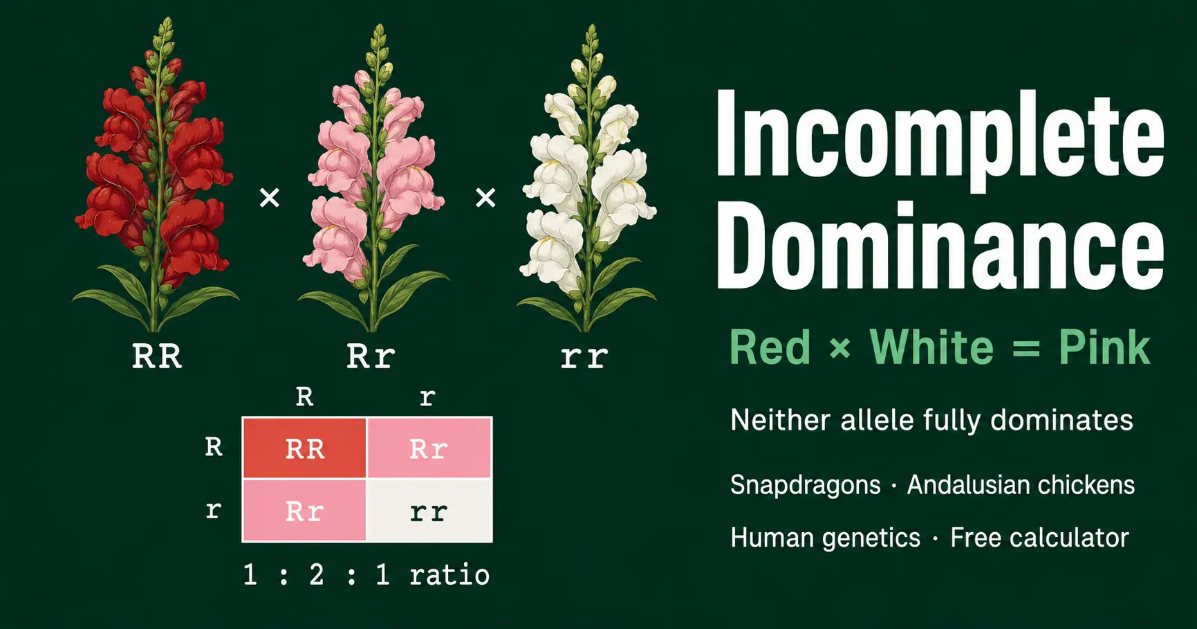 Red, pink, and white snapdragon flowers showing an incomplete dominance Punnett square example