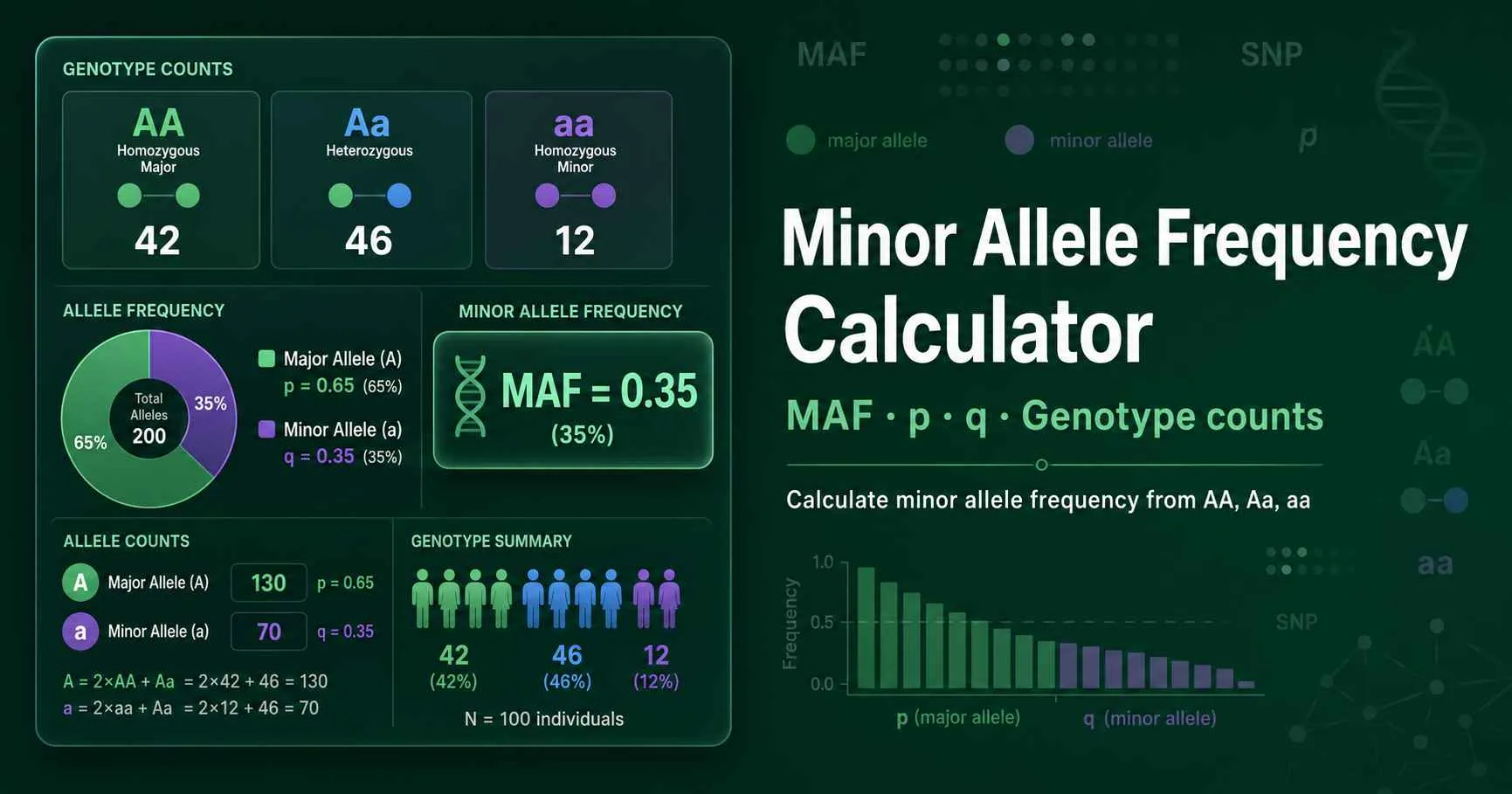Minor allele frequency diagram showing genotype counts, allele copy counts, MAF, Ho, He, and SNP frequency classes