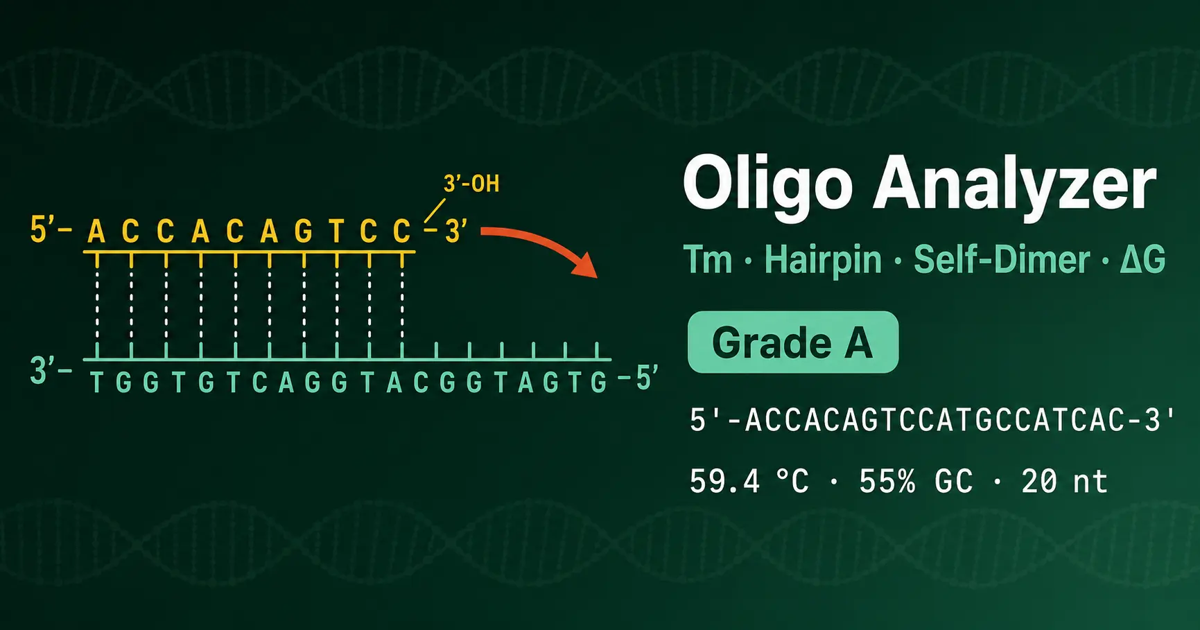 Diagram of a DNA primer annealing to a template strand during PCR, showing 5 prime to 3 prime orientation and polymerase extension