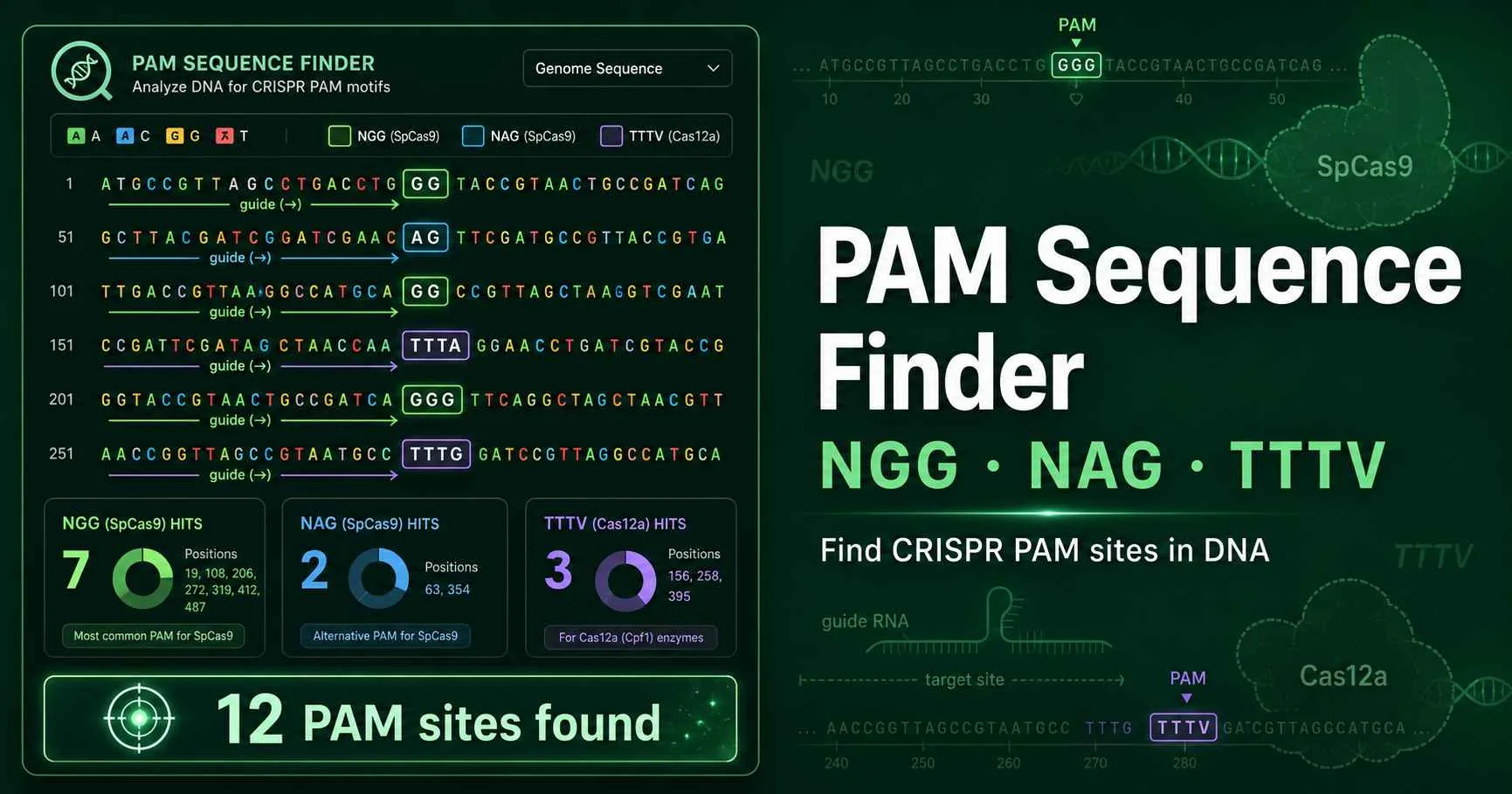CRISPR PAM sequence finder diagram showing NGG and TTTV motifs next to guide RNA candidate sequences on DNA