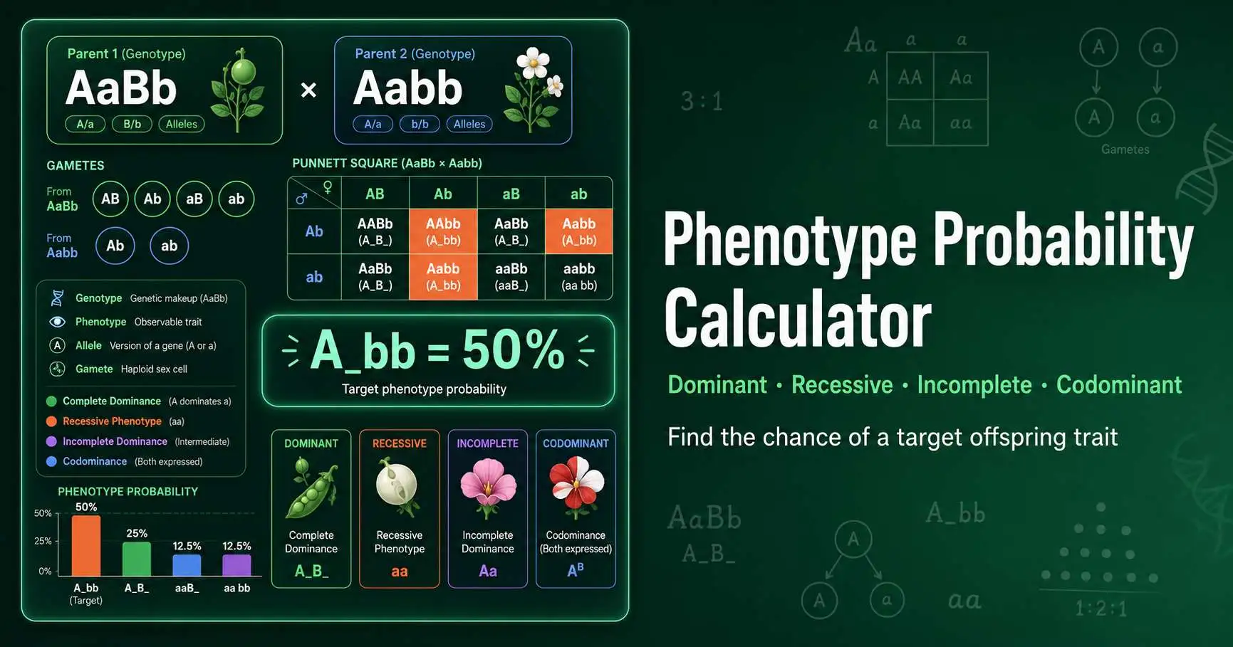 Phenotype Probability Calculator diagram showing parent genotypes, gamete formation, target phenotype matching, and offspring probability bars