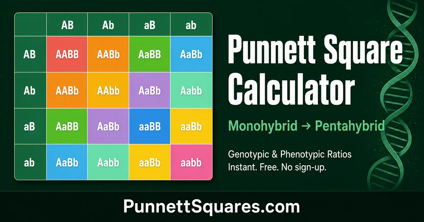 Punnett Square Calculator showing a dihybrid AaBb × AaBb cross with a colour-coded 4×4 grid, genotypic ratios, and phenotypic ratios on a clean genetics education interface