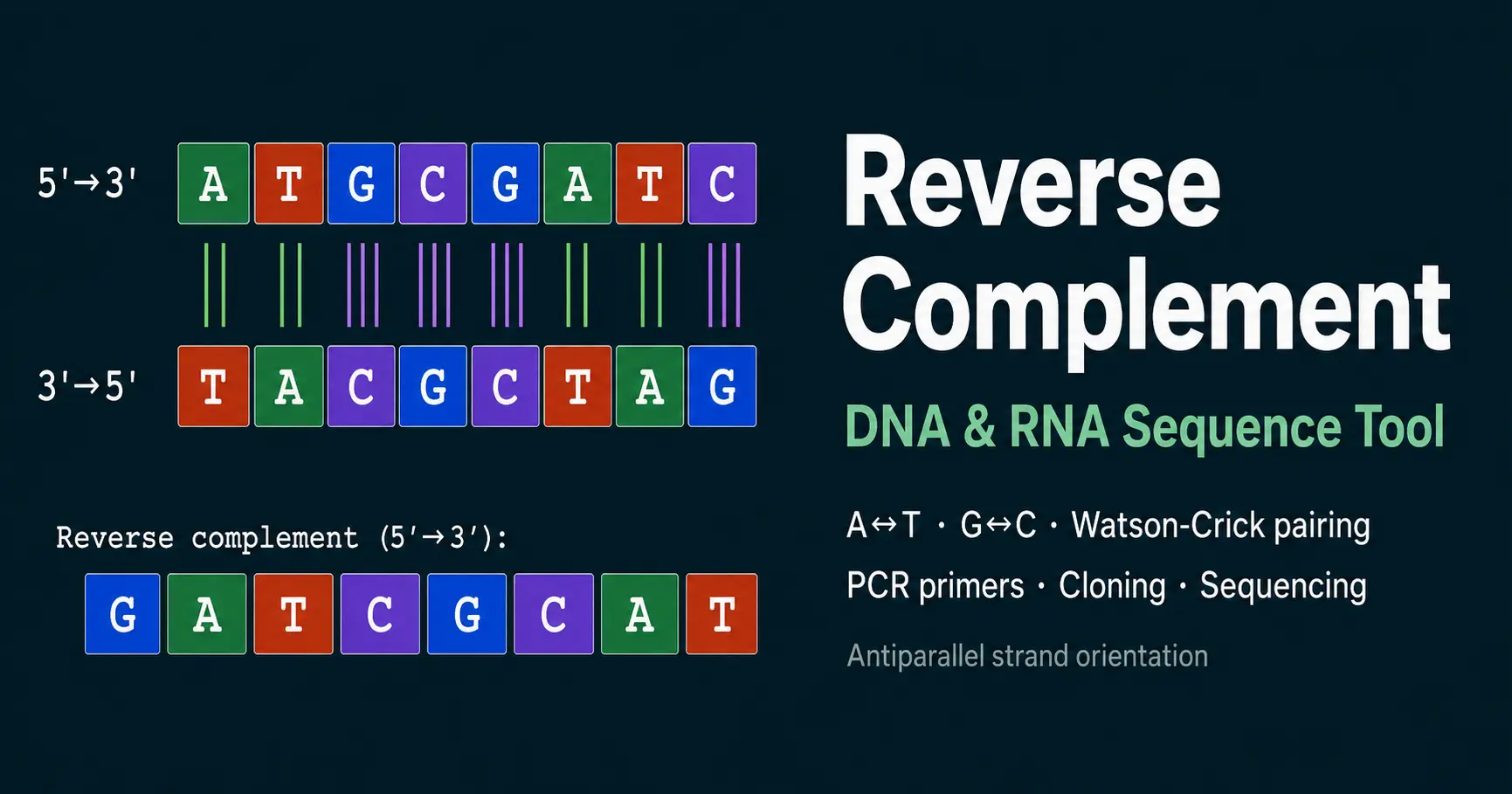 Antiparallel DNA double helix diagram showcasing 5 prime to 3 prime strand directionality and Watson-Crick base pairing