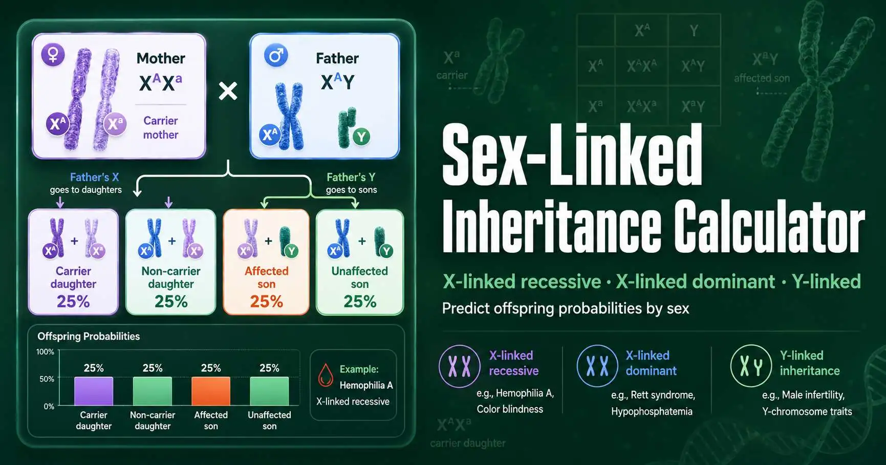 Sex-linked inheritance diagram showing X chromosome transmission from parents to sons and daughters with X-linked recessive, X-linked dominant, and Y-linked probability outcomes
