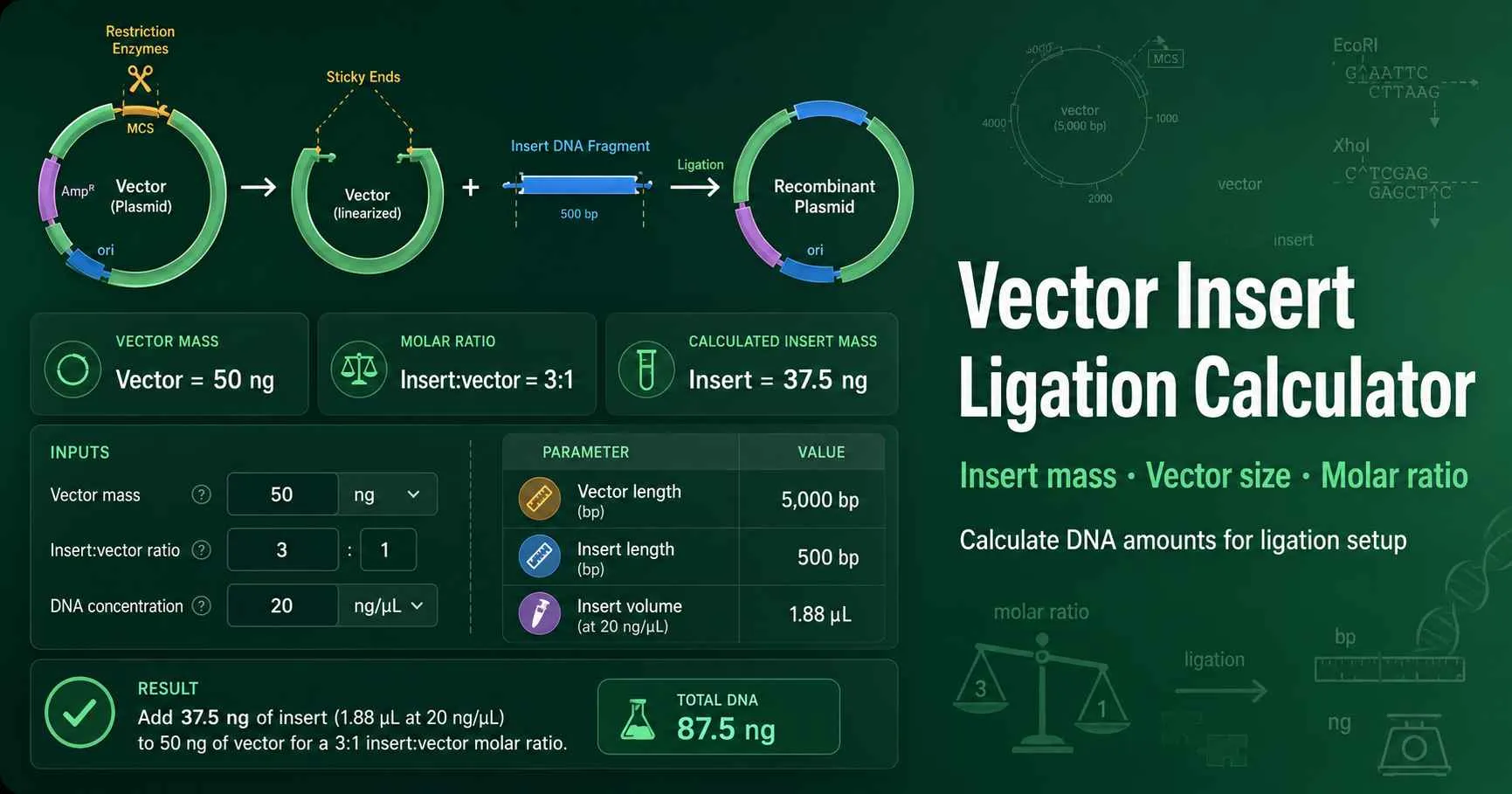 Vector insert ligation calculator diagram showing plasmid vector, insert fragment, molar ratio, T4 DNA ligase reaction, and required insert DNA mass