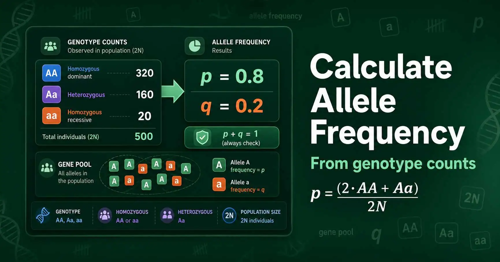 How to Calculate Allele Frequency From Genotypes featured image
