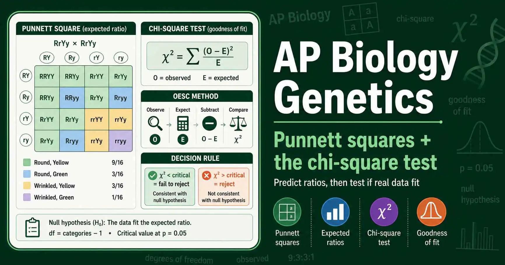 AP Biology Punnett Squares & the Chi-Square Test featured image