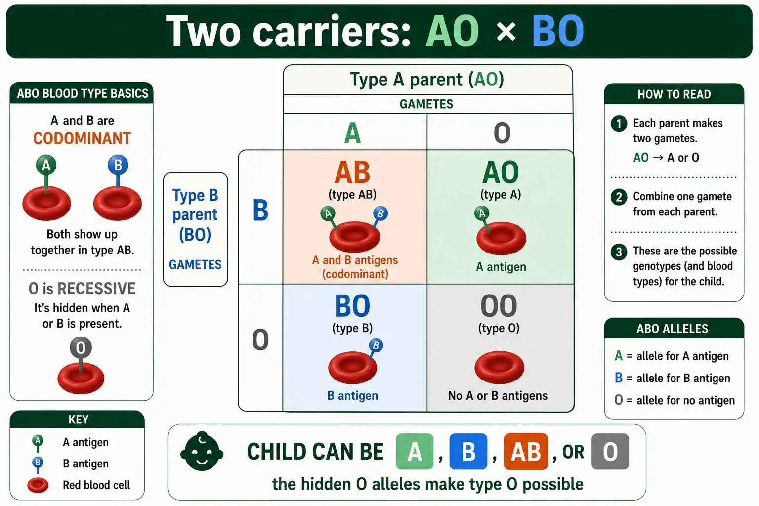 Blood type AO by BO cross