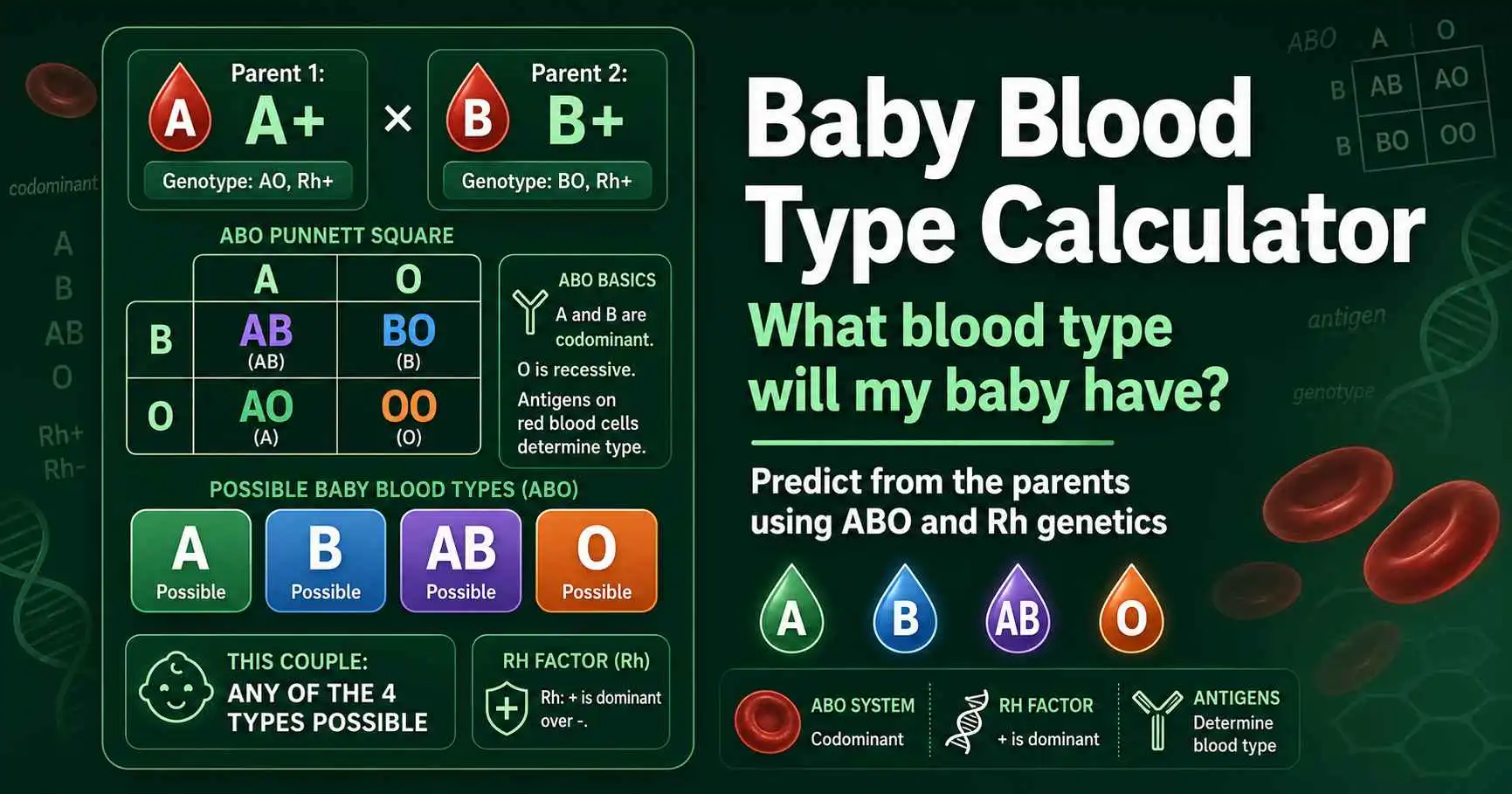 Blood Type Calculator: What Will My Baby's Type Be? featured image