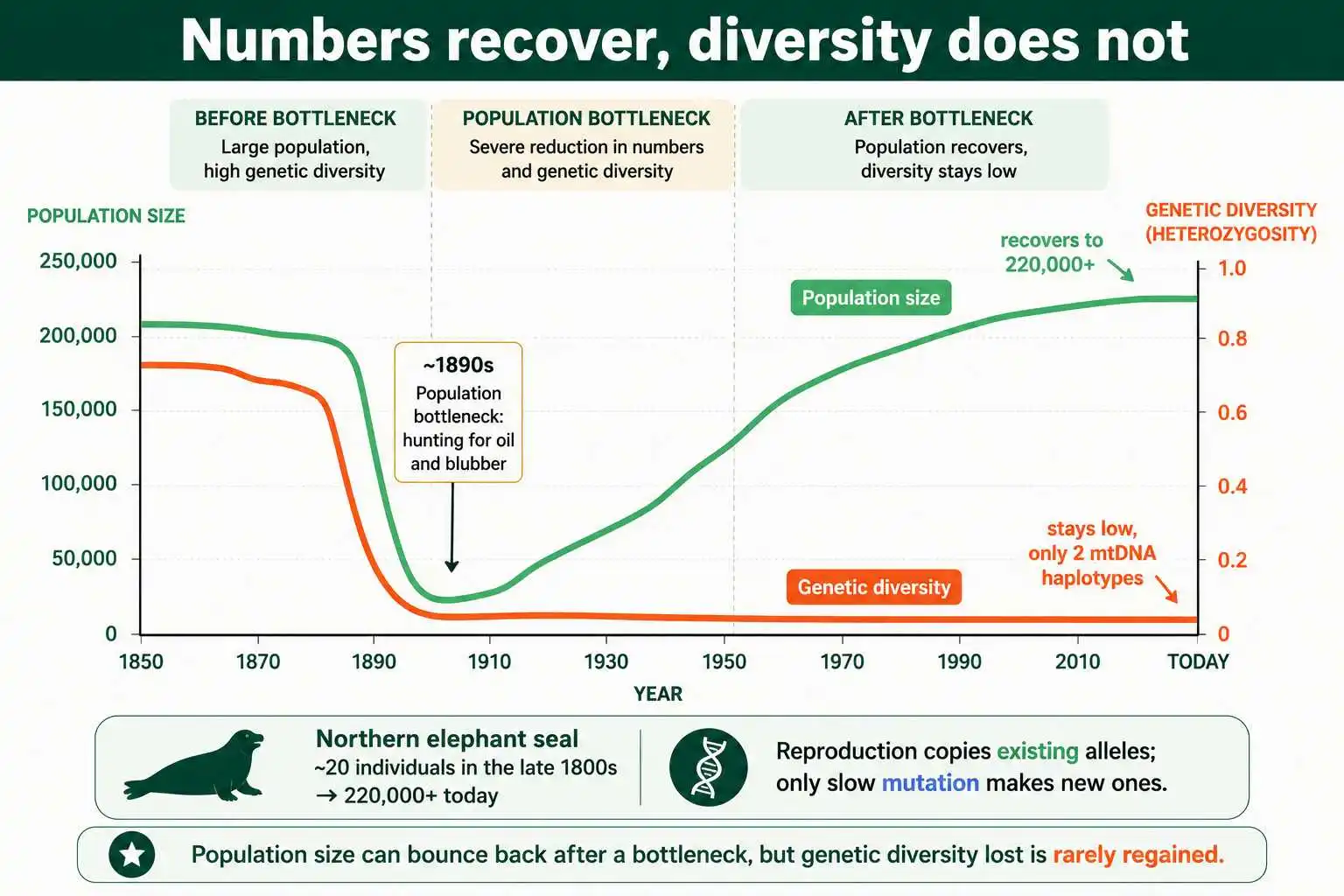 Population recovers but diversity stays low