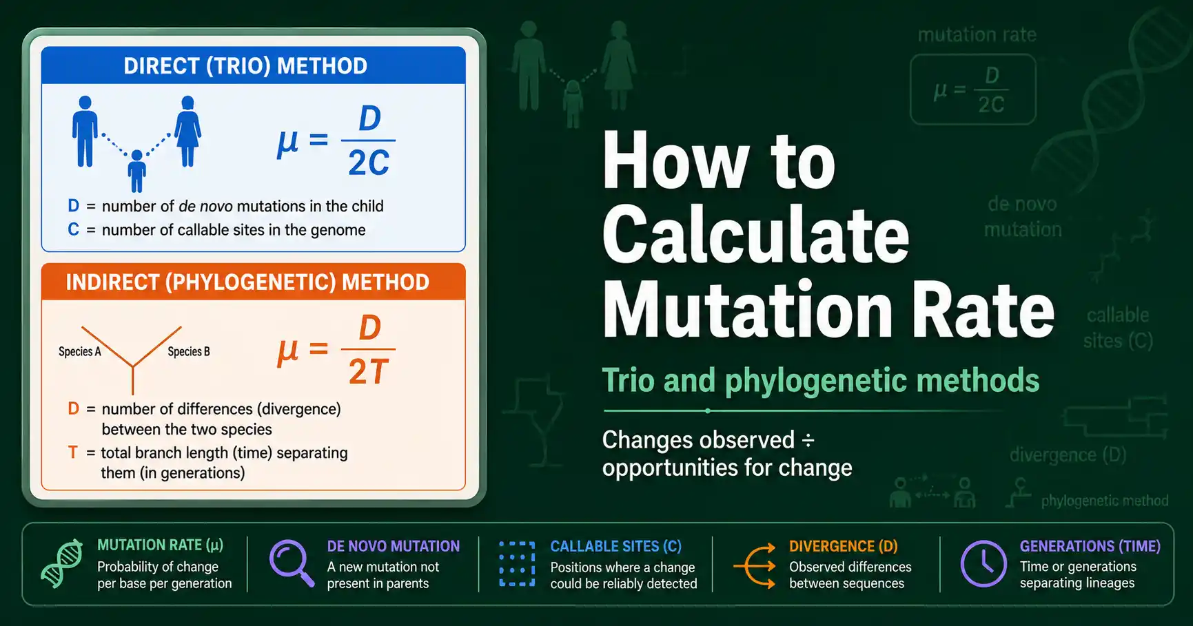 How to Calculate Mutation Rate featured image