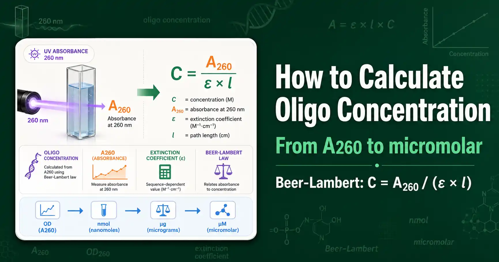 How to Calculate Oligo Concentration featured image