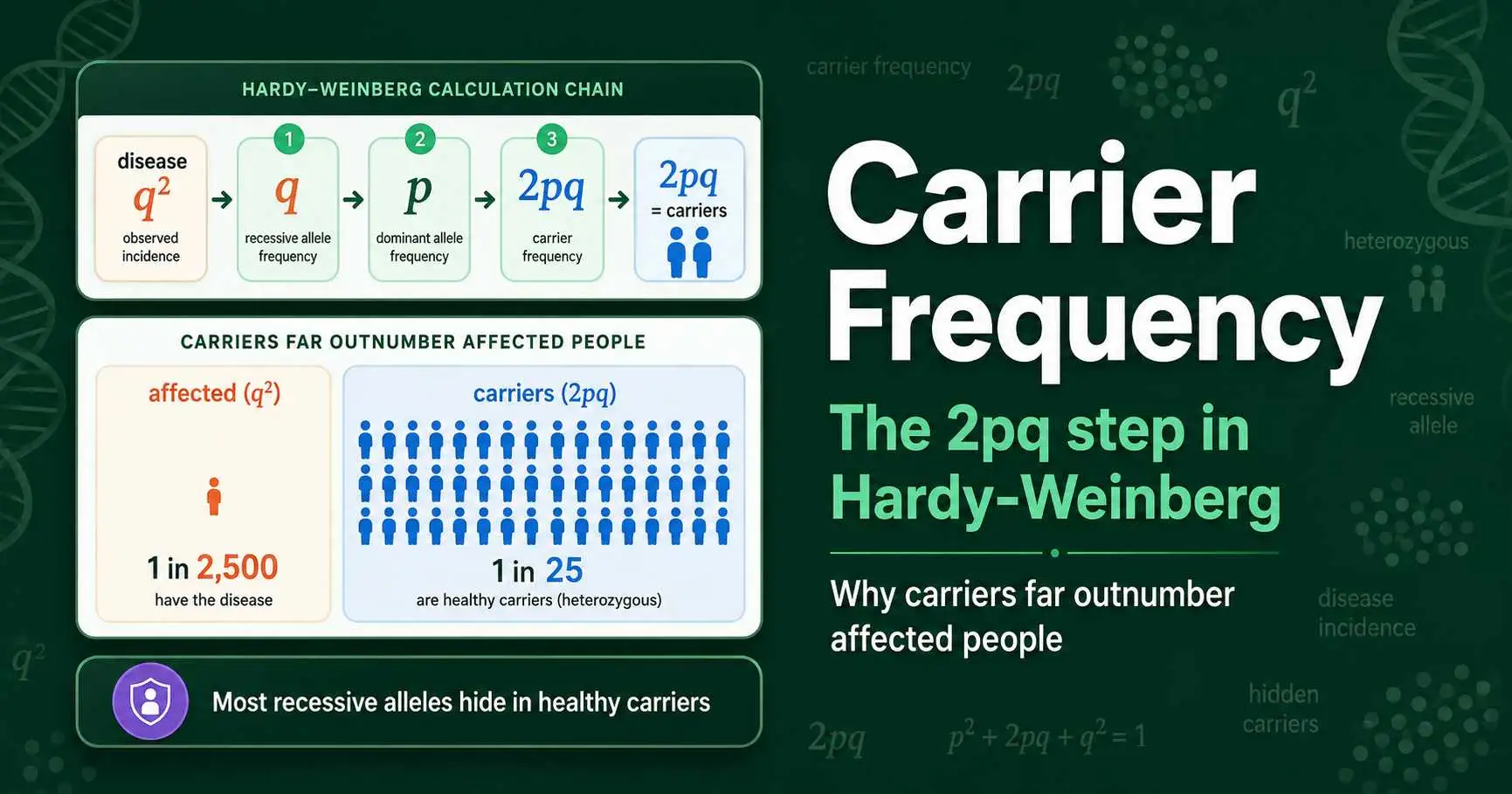 Carrier Frequency: Hardy-Weinberg & the 2pq Step featured image