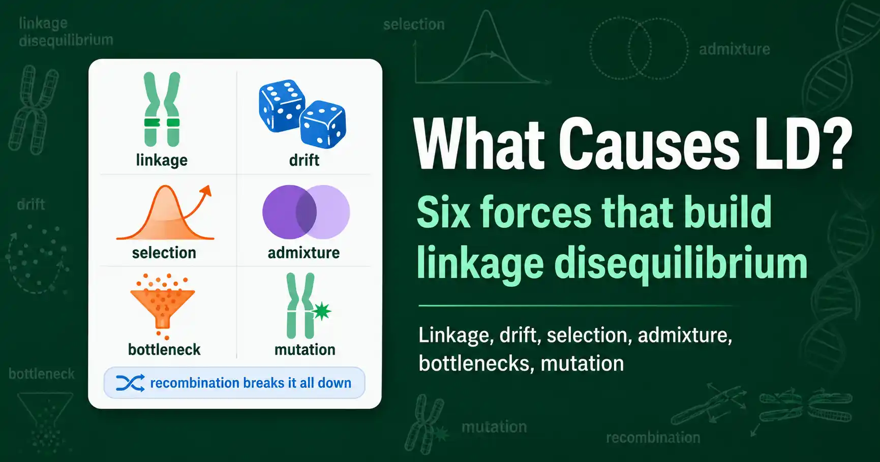 What Causes Linkage Disequilibrium? (6 Forces) featured image