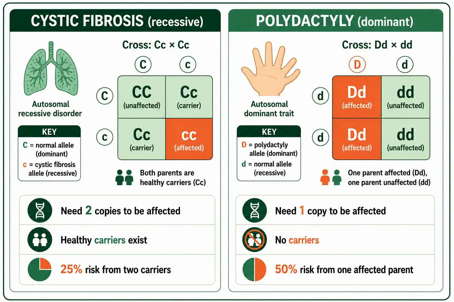 Cystic fibrosis vs polydactyly inheritance