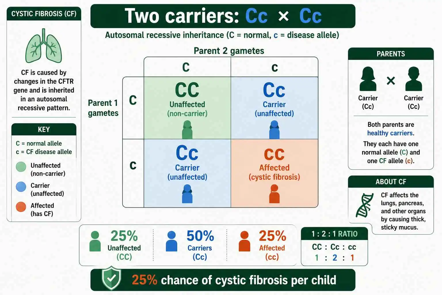 Cystic fibrosis carrier cross Punnett square