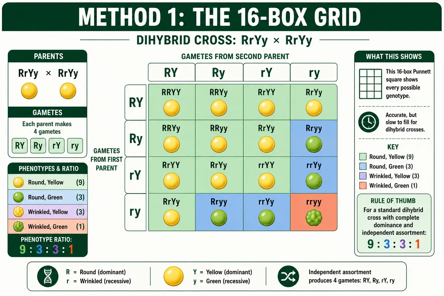 16-box dihybrid Punnett square