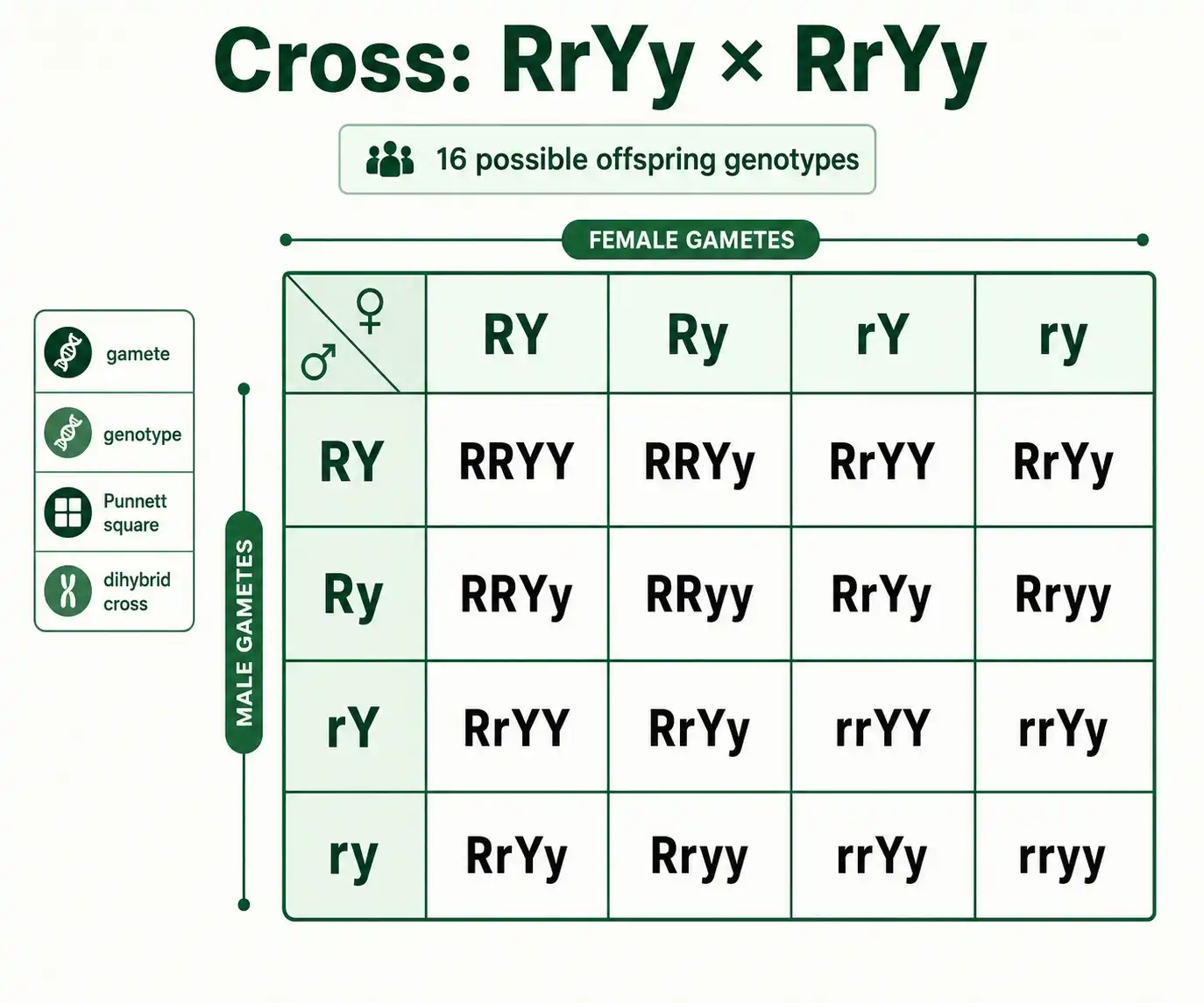 Filled 4x4 dihybrid Punnett square with 16 genotypes