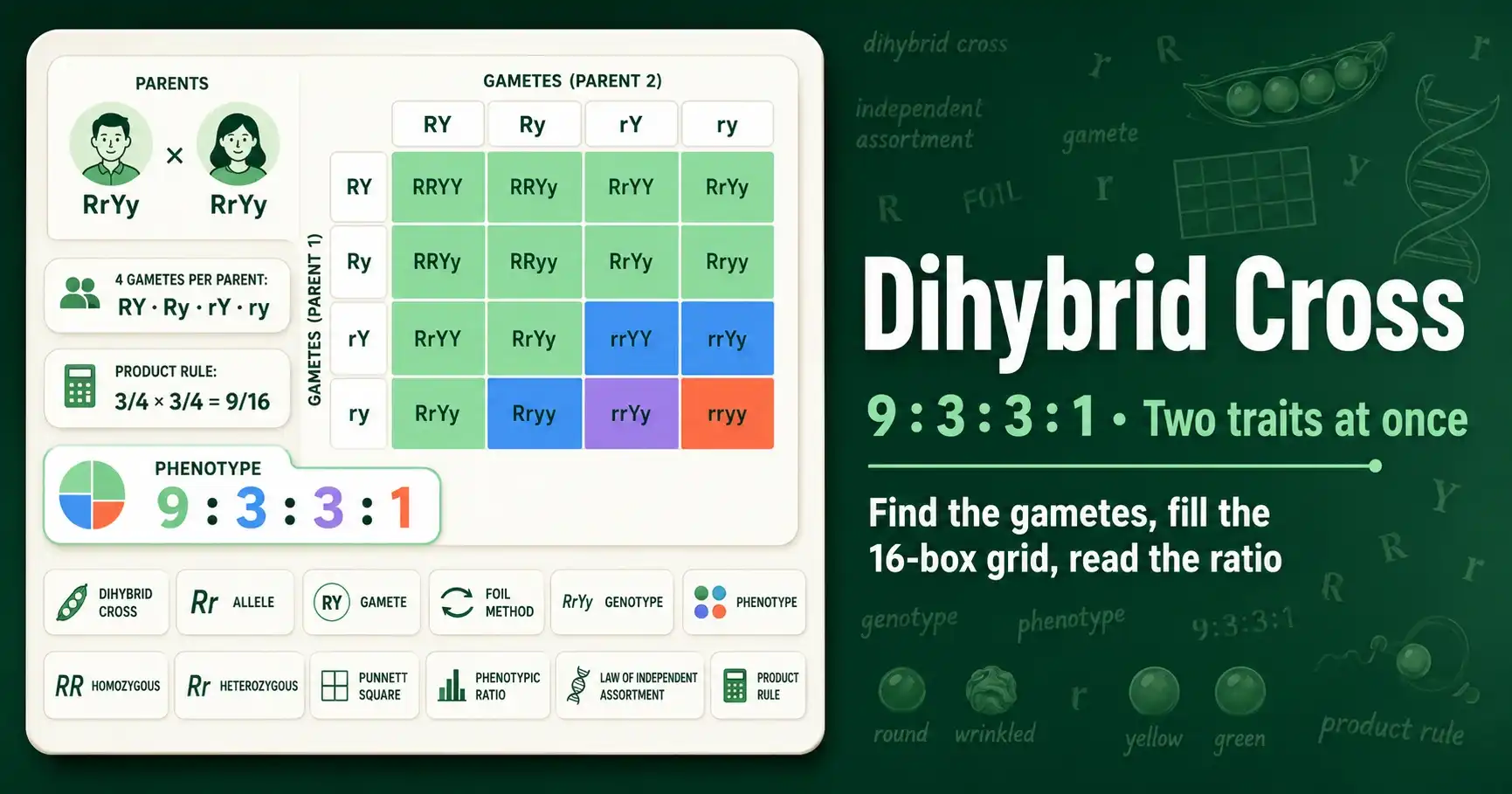 Dihybrid Cross: How to Get the 9:3:3:1 Ratio (4×4 Punnett Square) featured image