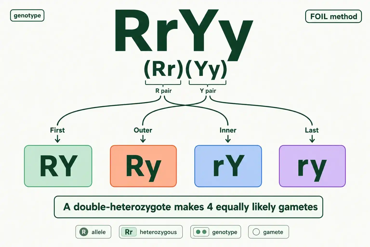 FOIL method showing RrYy gametes RY, Ry, rY, ry