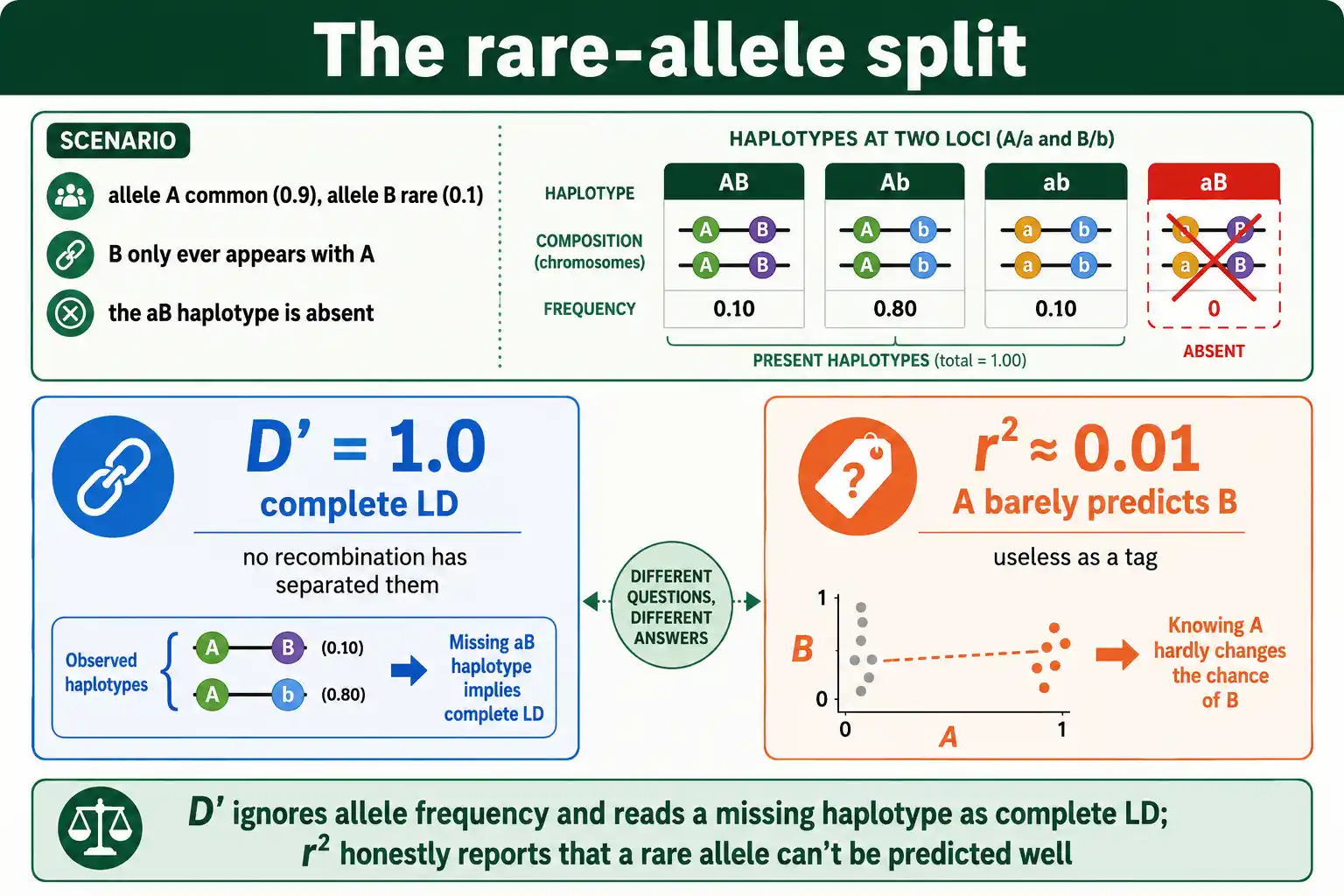 Why D prime and r squared diverge when an allele is rare