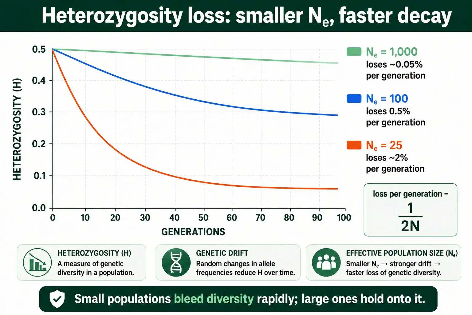 Heterozygosity decays faster in small populations