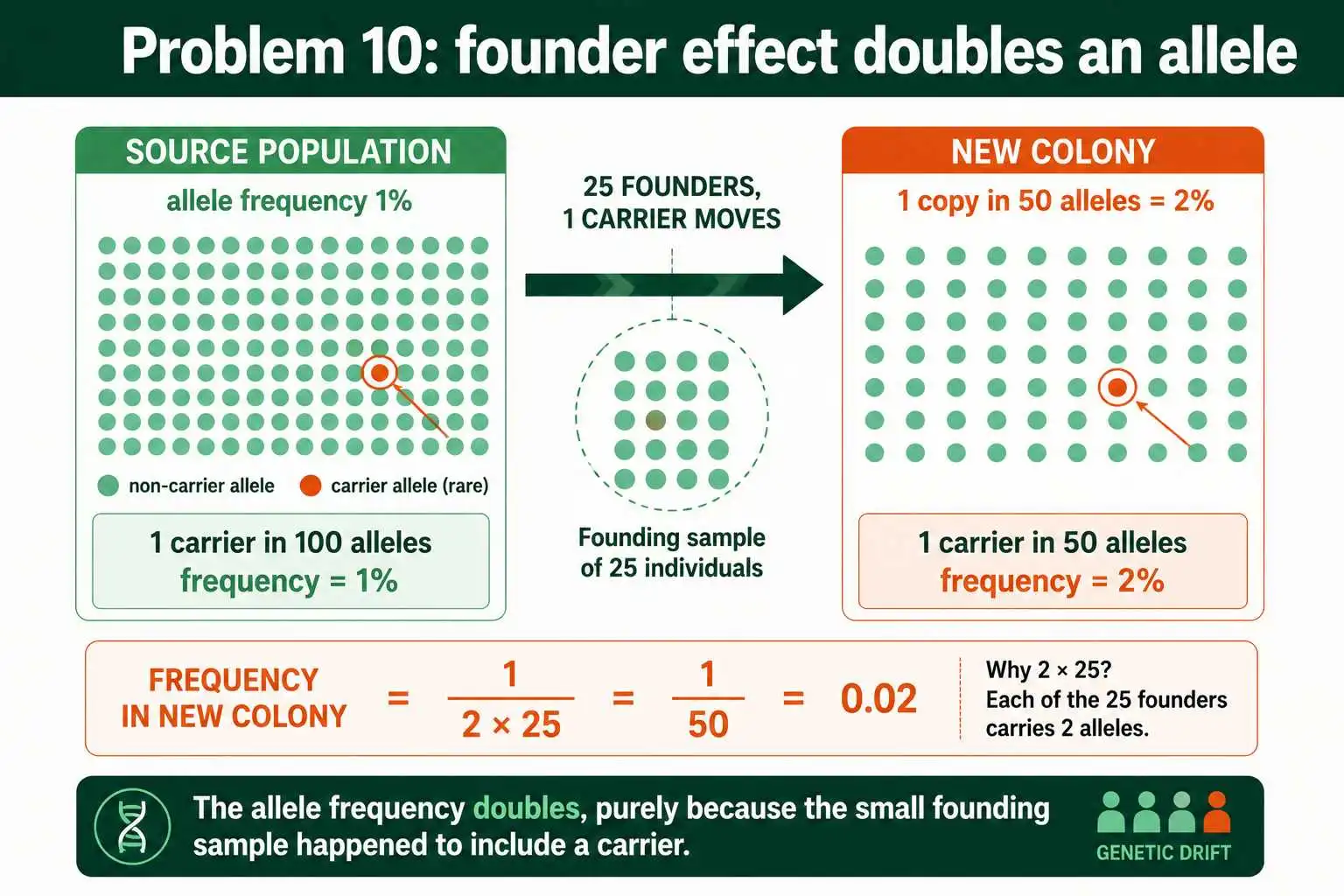 Founder effect doubles a rare allele frequency