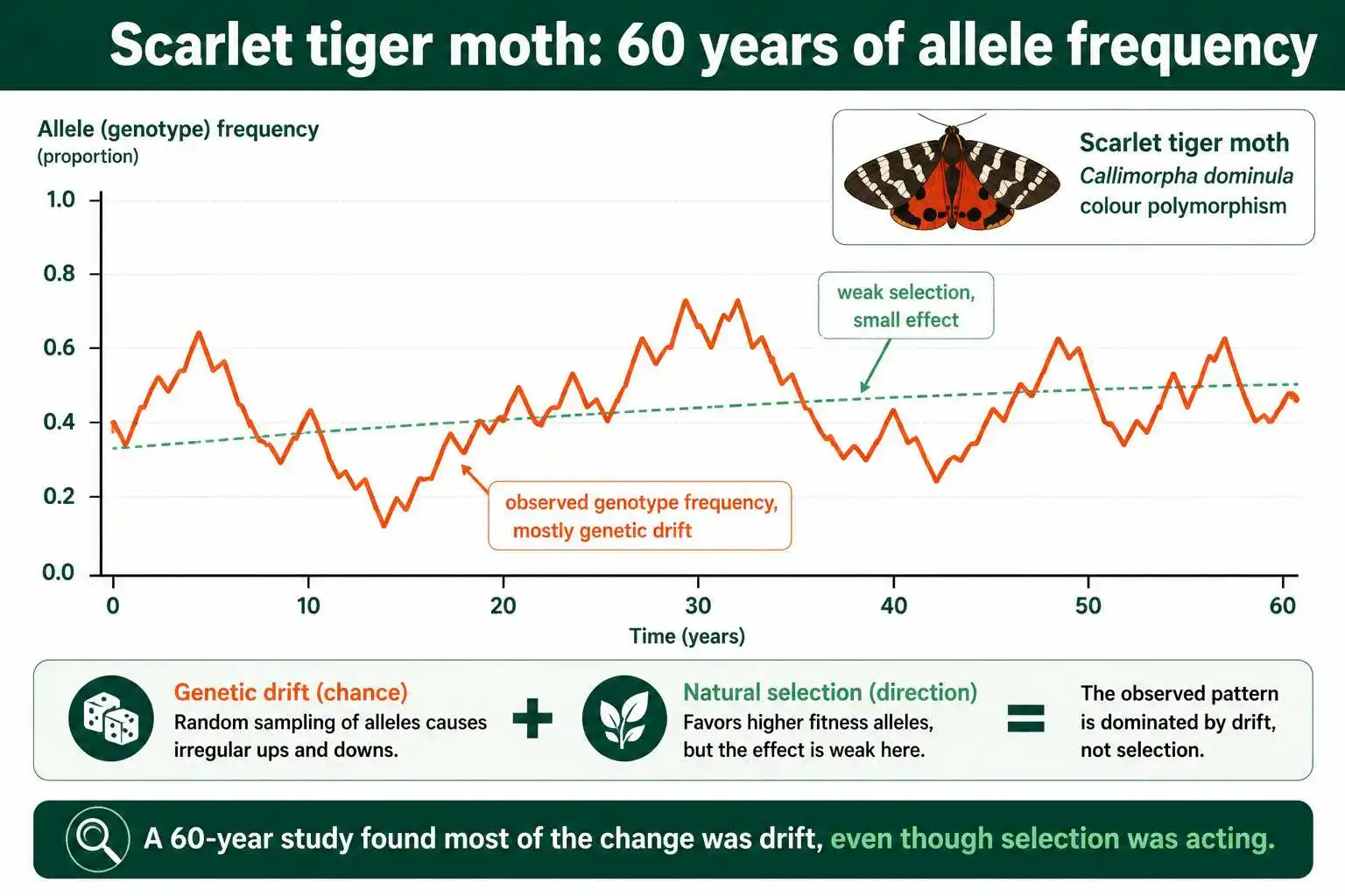 Drift and selection acting together over time