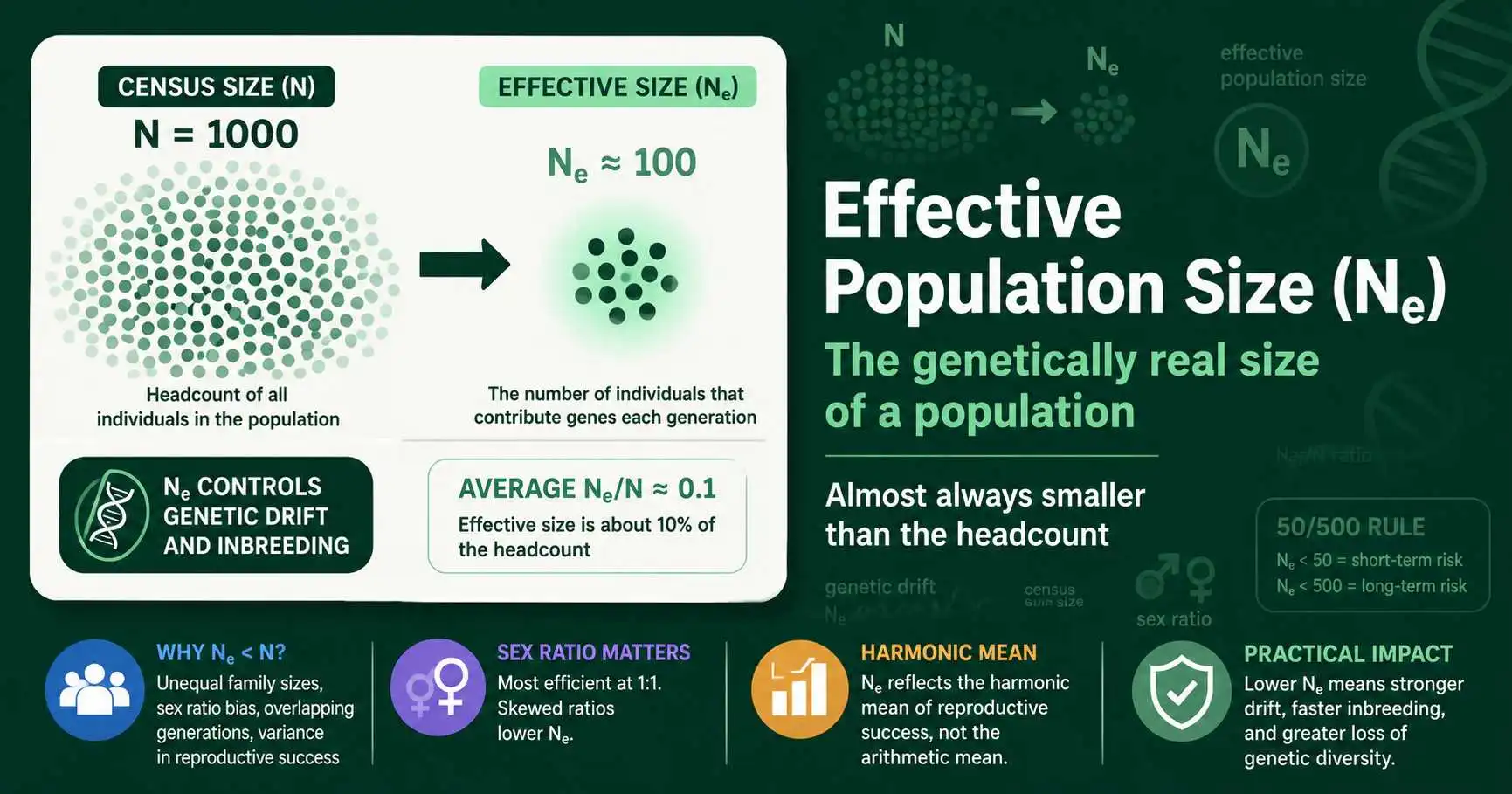 Effective Population Size (Ne) Explained Simply featured image