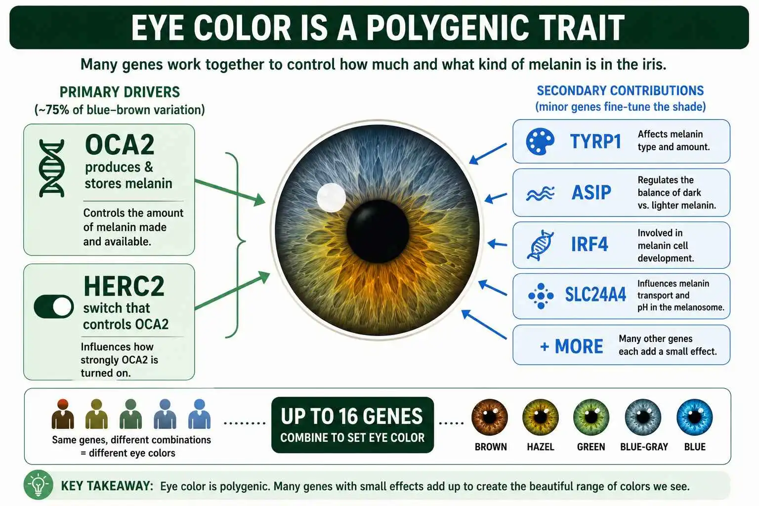 Polygenic eye color genes