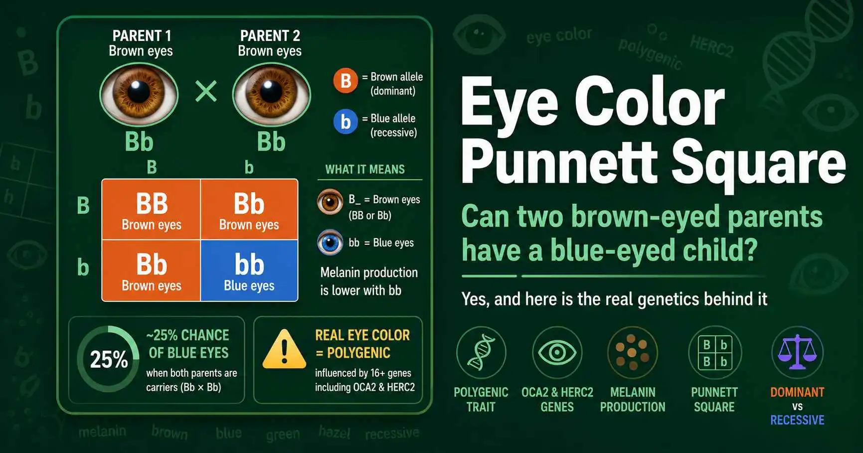 Eye Color Punnett Square: Brown-Eyed Parents, Blue Child? featured image