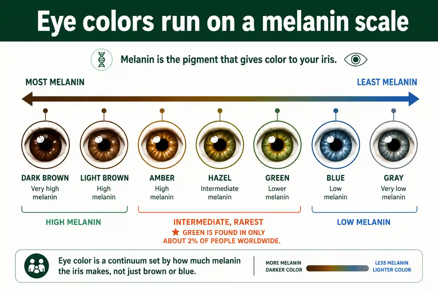 Brown, blue, green, hazel, amber, and gray eyes on the melanin scale