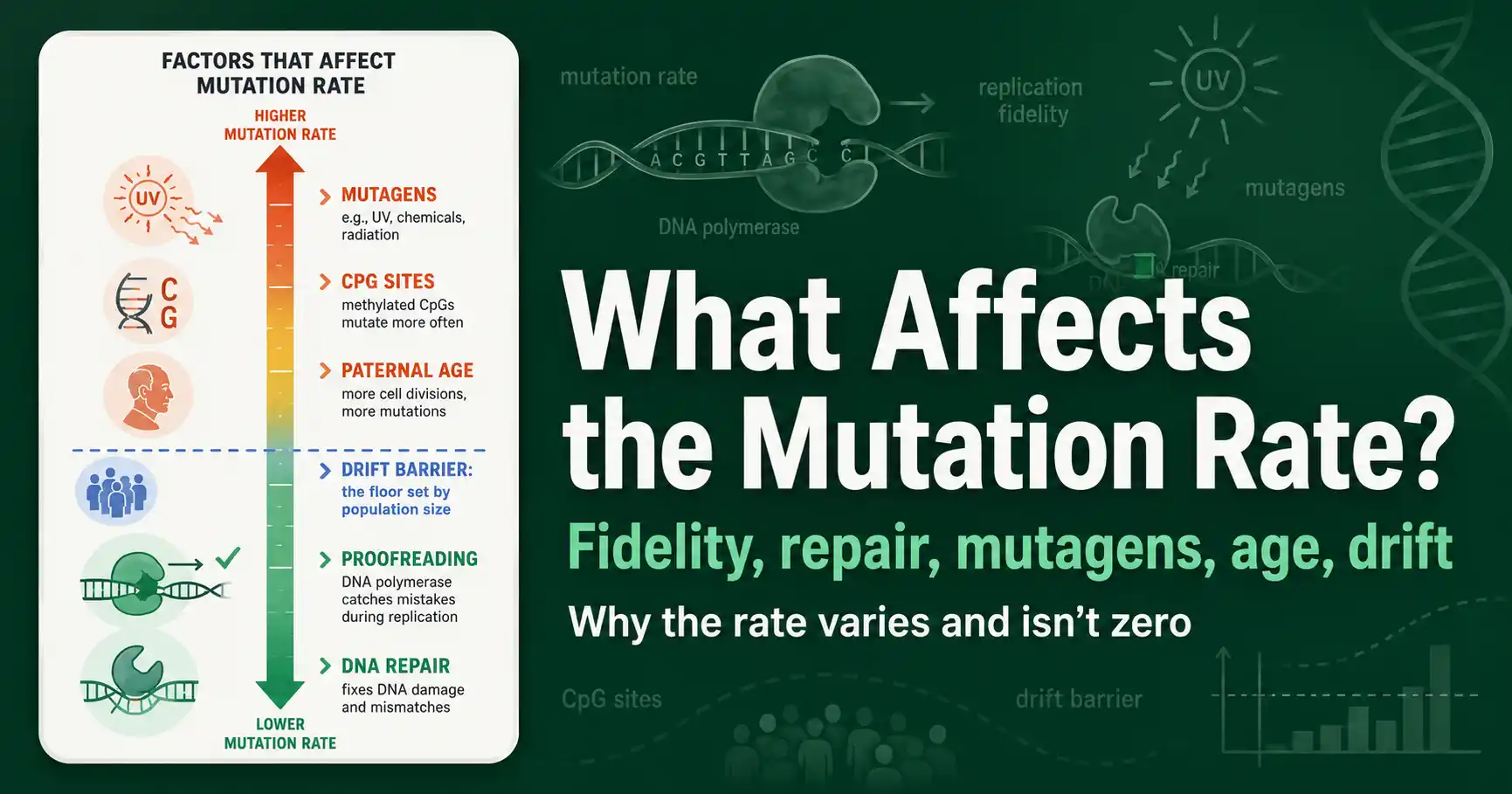 What Affects the Mutation Rate? featured image