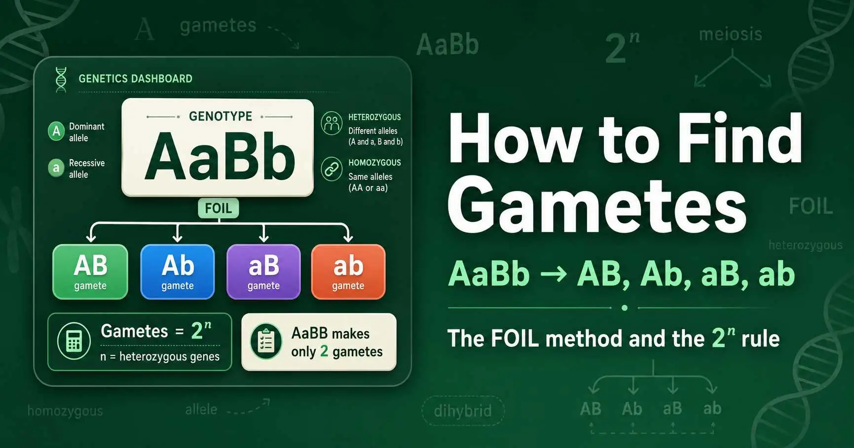 How to Find Gametes From a Genotype (AaBb Method) featured image