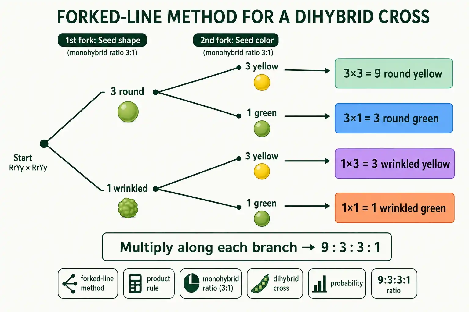 Forked-line branch diagram giving 9:3:3:1