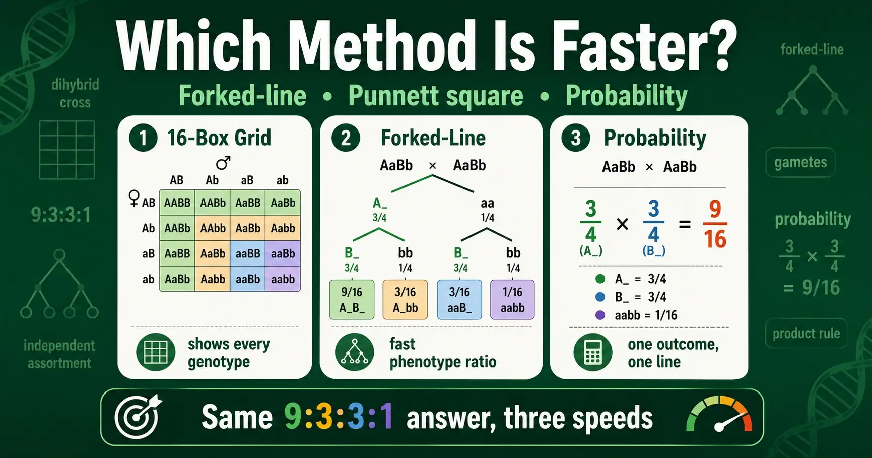 Dihybrid Cross: Forked-Line Method vs Punnett Square featured image