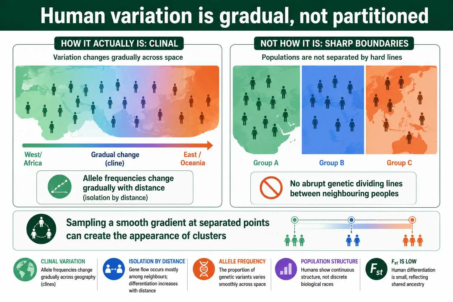 Human genetic variation is clinal, not partitioned