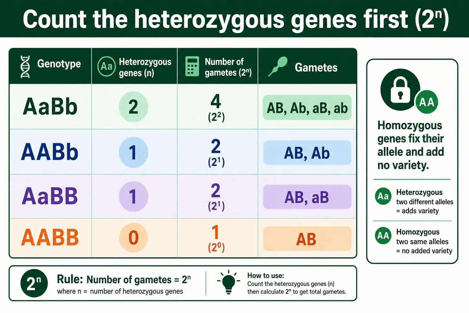 Gamete examples by genotype