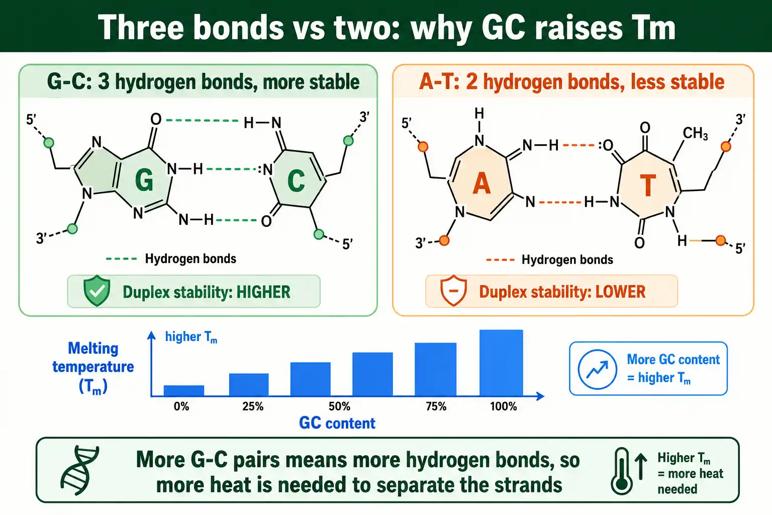 G-C pairs have three hydrogen bonds, A-T pairs have two