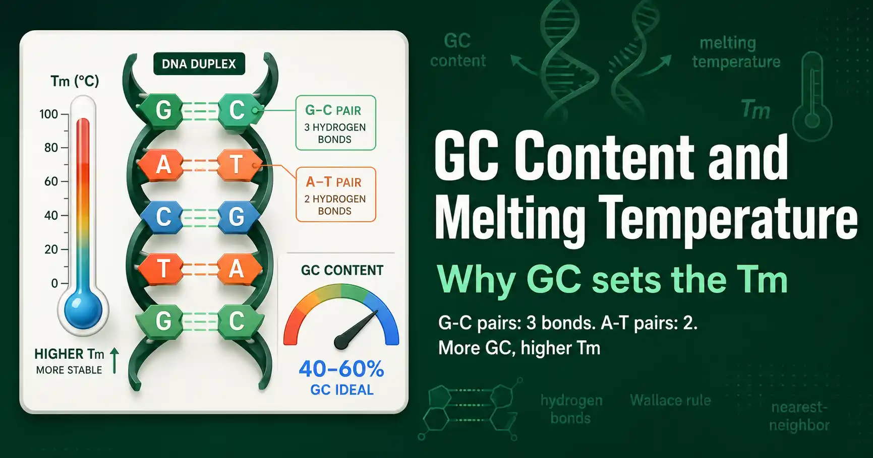 GC Content and Melting Temperature featured image