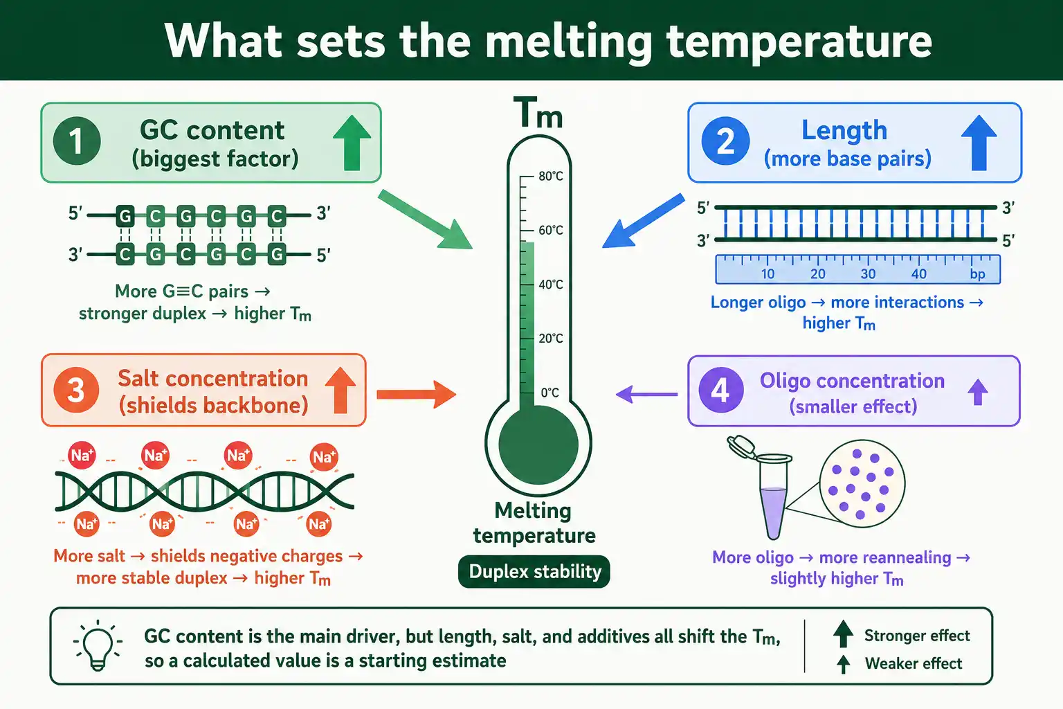How GC content and other factors set the melting temperature