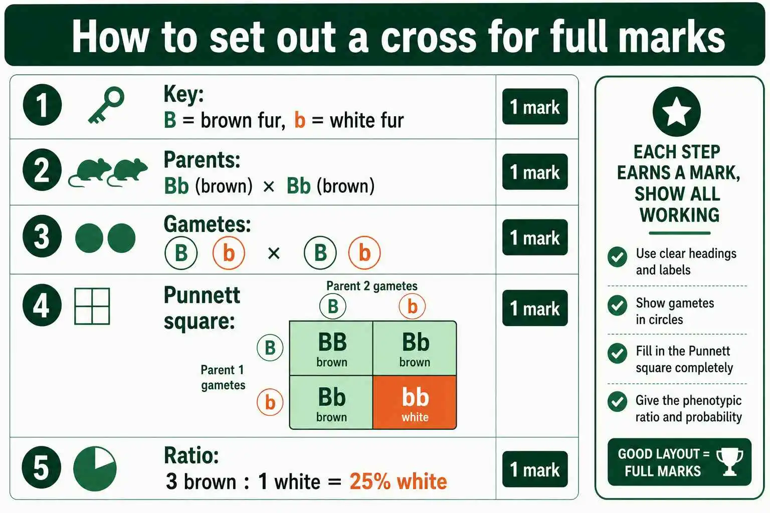 GCSE Punnett square mark-scheme layout