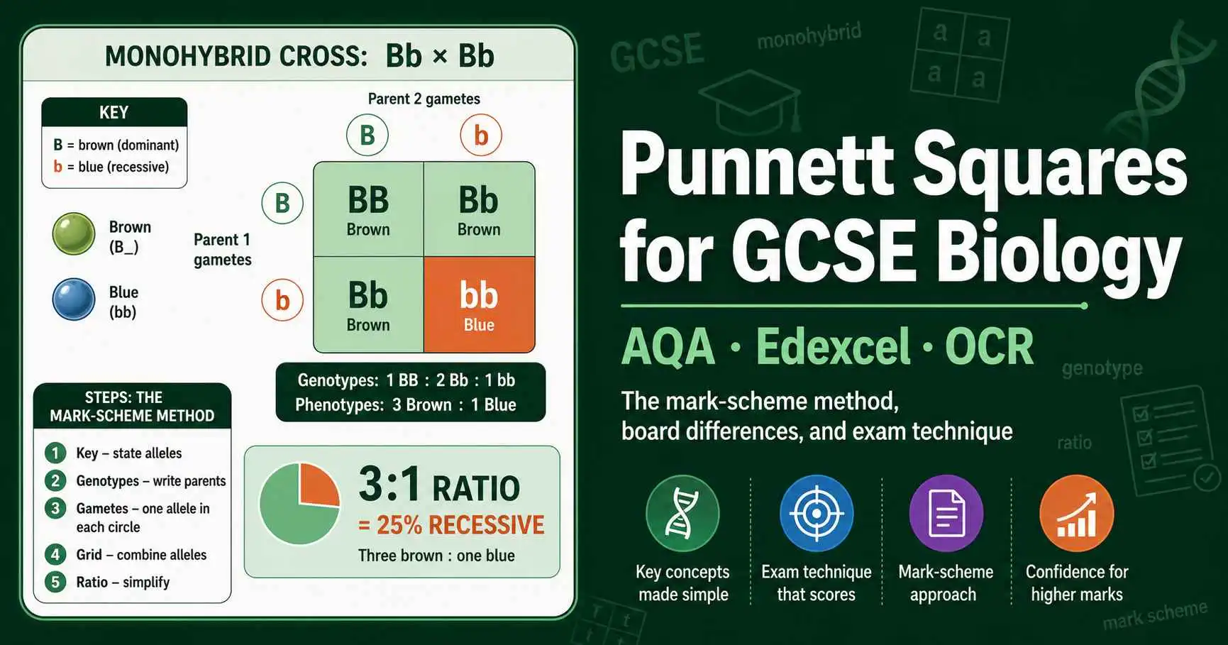 Punnett Squares for GCSE Biology (AQA, Edexcel, OCR) featured image